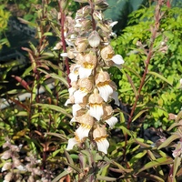 Digitalis trojana 